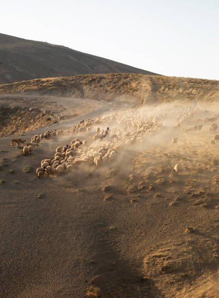 istock Herd Sheep In The Mountains. 1433665869