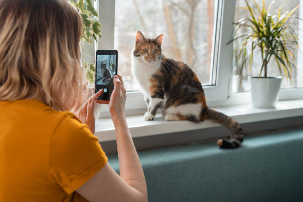 Young woman sitting on sofa taking photo of cat on window sill. Young woman sitting on sofa taking photo of cat on window sill. Leisure time at home. camera phone photo stock pictures, royalty-free photos & images