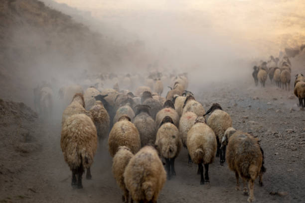 Herd Sheep In The Mountains.