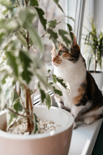 Adorable tabby cat sitting on window sill with houseplants looking outside.