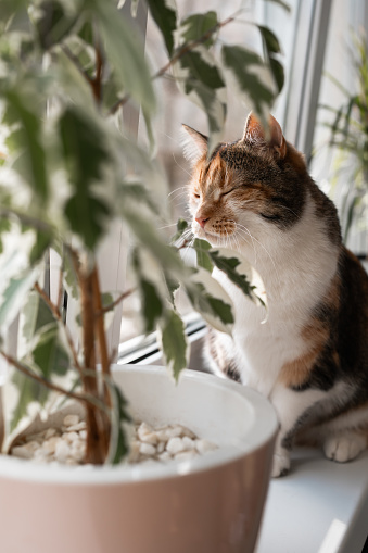 Adorable tabby cat with close eyes sitting on window sill with houseplants.