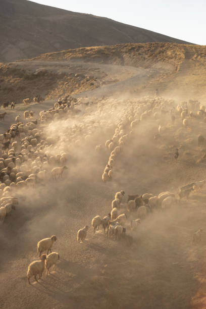 Herd Sheep In The Mountains.