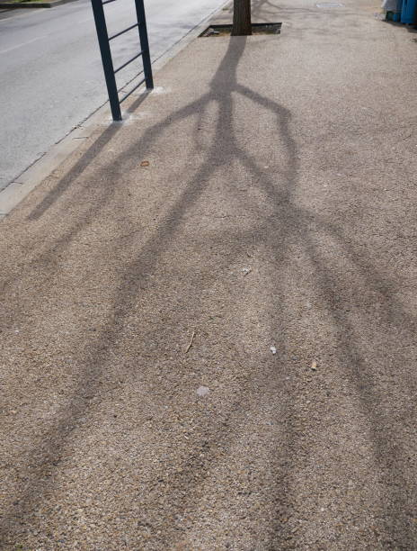 istock Shadows of the branches of a tree reflected on the pavement 1433667442