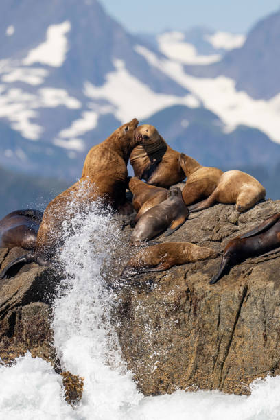 istock Steller Sea Lions Playing 1433667445