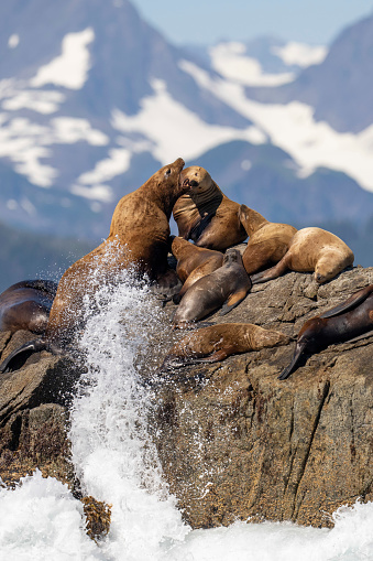 Two endangered steller sea lions play fight on top of a rock in the Kenai Fjord region of Alaska.