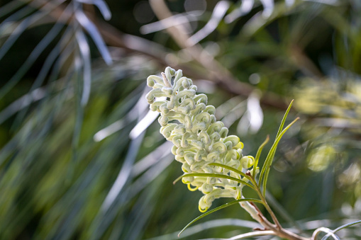 White Grevillea Moonlight flower buds, nature background with copy space, full frame horizontal composition