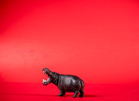 a plastic hippo toy is isolated and on a red background