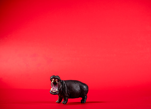 a plastic hippo toy is isolated and on a red background