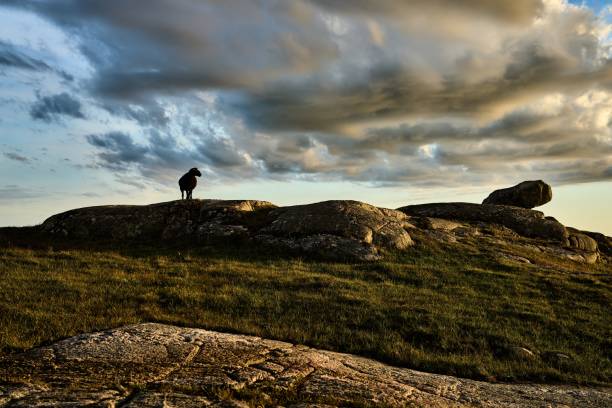 istock Silhouette of a black sheep watching the sunset 1433669772