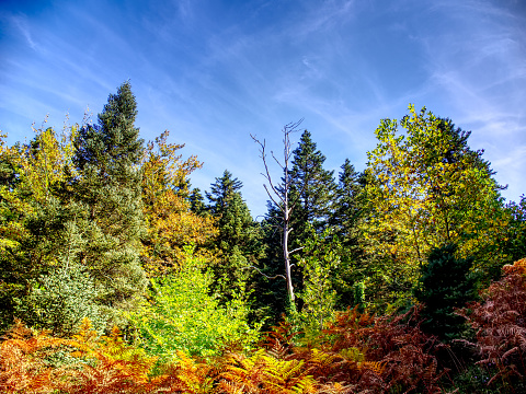 Forest landscape in autumn, Euboea, Greece