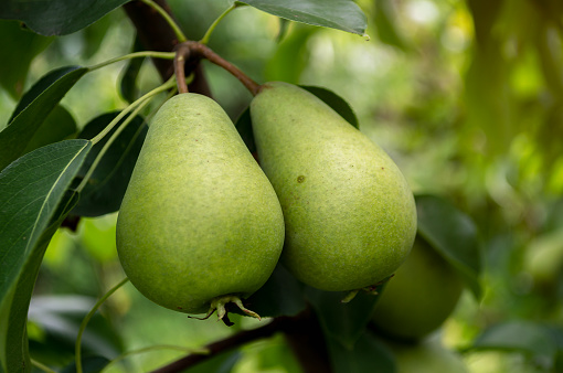 two green unripe pears hang on a tree