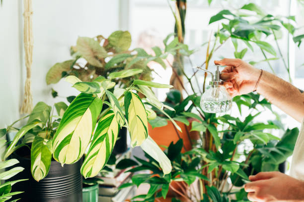 istock Florist watering the plants 1433672755