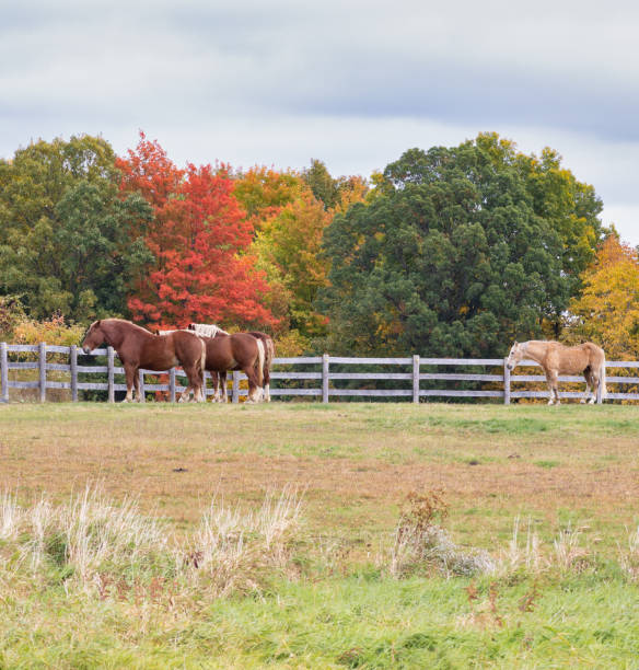 istock Belgian draft horses in front of autumn colors 1433673907