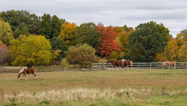 istock Belgian draft horses in front of autumn colors 1433673913
