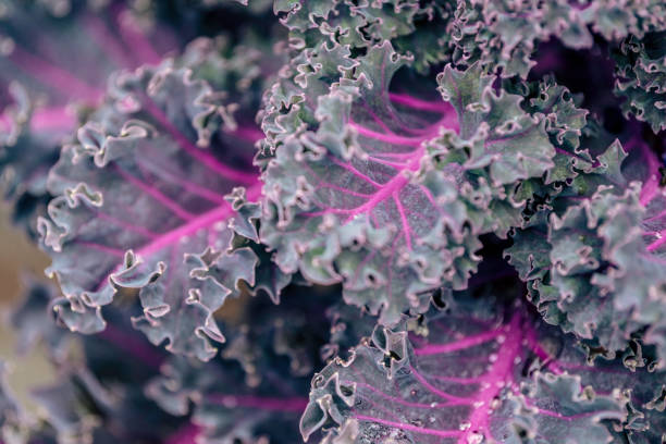 Cabbage