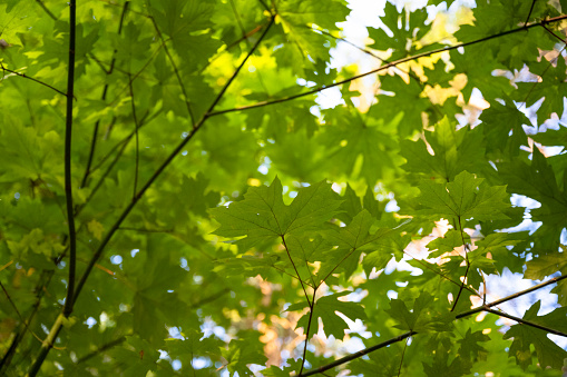 Maple leaves in the forest. Environment and background photos.