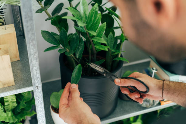 istock Florist taking care of plants 1433675417