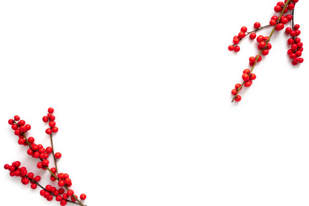 natal vermelho holly frutinhas real natural isolado em branco deixando um espaço de cópia branca - mistletoe christmas isolated holiday - fotografias e filmes do acervo