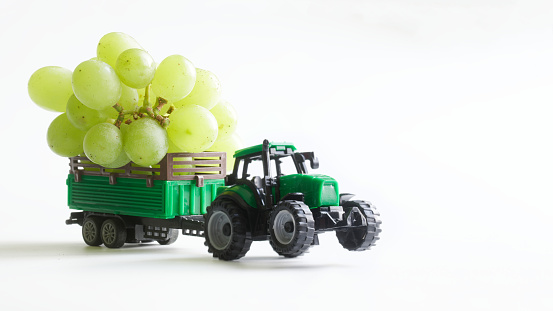 Toy tractor transports a bunch of green grapes in a trailer. The concept of agricultural work and the delivery of agricultural products. copyspace. White background. Close-up