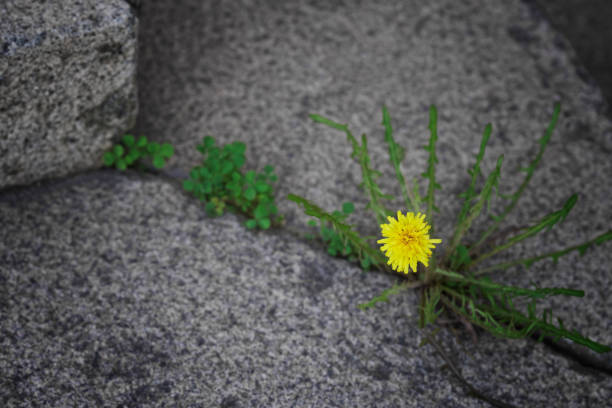 istock Yellow dandelion and green grass sprouted through a gap in granite or marble slabs - steps. Selective focus. View from above. 1433678355