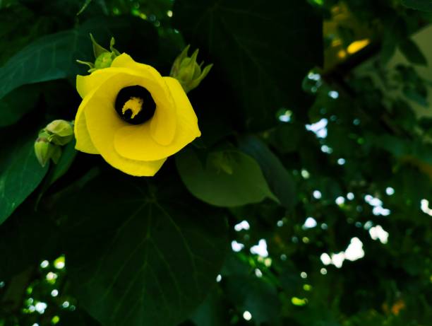 istock Hibiscus tiliaceus 1433679360