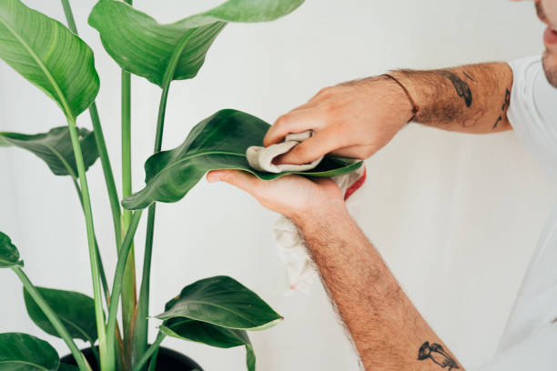 istock Florist taking care of plants 1433681123