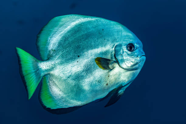 istock Orbicular Batfish Platax orbicularis, Palau, Micronesia 1433688175