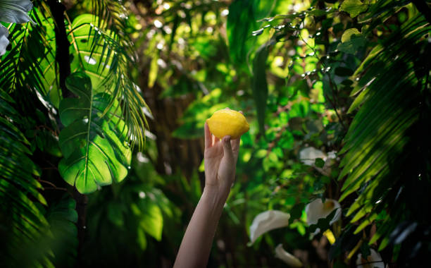 Delicious lemon in tropical rainforest
