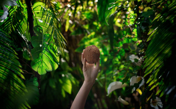 Hands holding delicious coconut in tropical rainforest