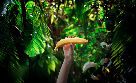 Hands holding delicious banana in tropical rainforest