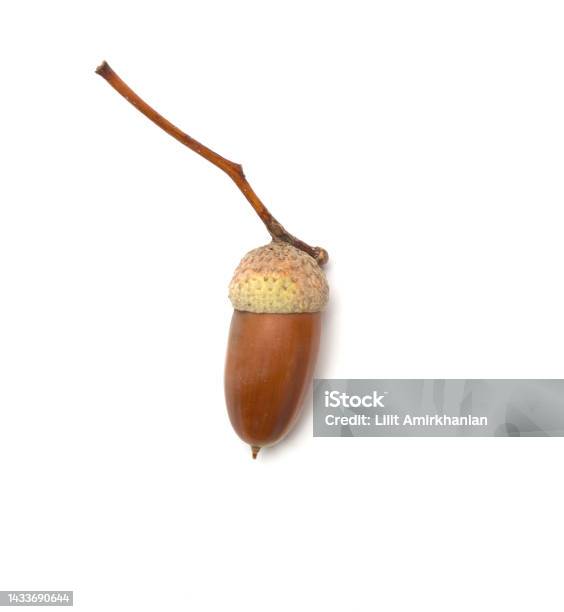 Acorn Isolated On White Background Top View Stock Photo - Download Image Now - Acorn, Autumn, Biology