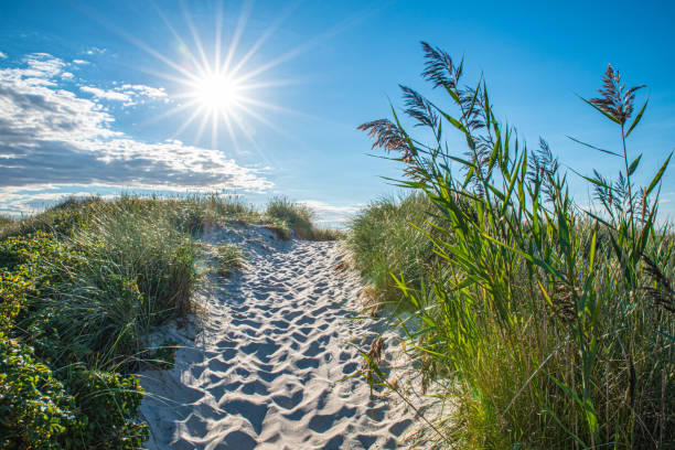 Fischland Darß Zingst - Weststrand  im Sommer Path through dunes on the west beach on the Darß on the Baltic Sea on a summer's day baltic sea stock pictures, royalty-free photos & images