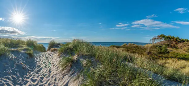 Panoramic view of dunes and sea on the west beach on the Darß on the Baltic Sea on a summer's day