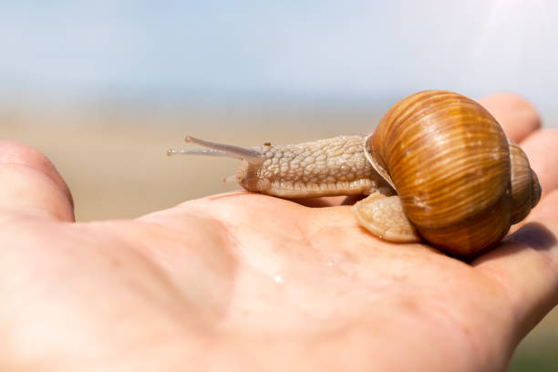 istock Orange snail with a protruding head on a male hand 1433691472