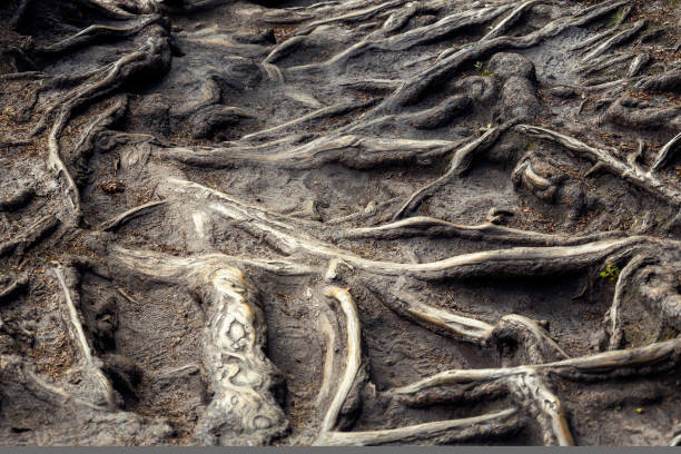istock The root system of a large tree in the forest, winding roots 1433691476