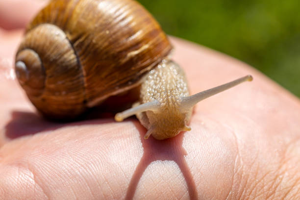 istock A large snail crawls on a person's hand 1433691477