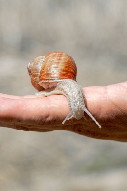 istock Orange snail with a protruding head on a male hand 1433691549