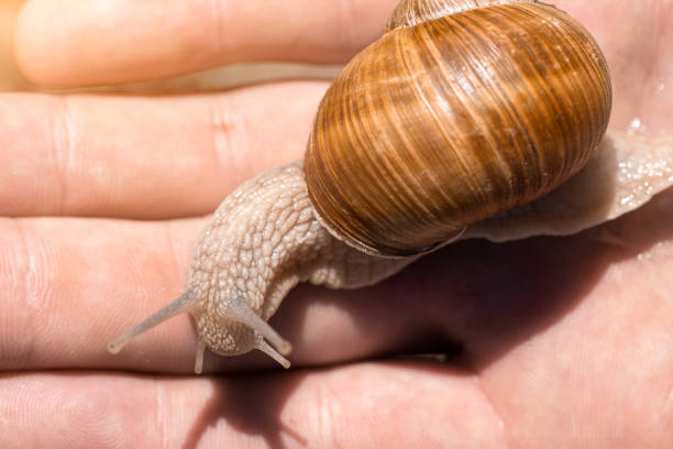 istock Snail crawls on the hand, close-up, snail horns 1433691553