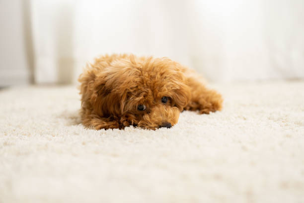 istock pet poodle dog family 1433694276