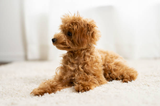 istock pet poodle dog family 1433694278