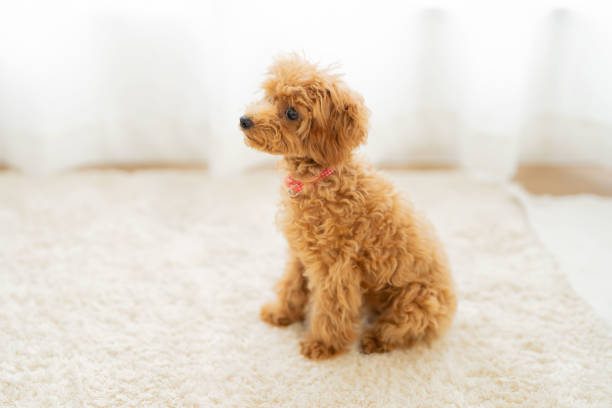 istock pet poodle dog family 1433694313