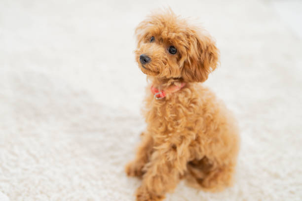istock pet poodle dog family 1433694325