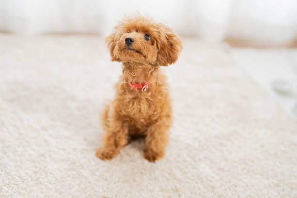 istock pet poodle dog family 1433694326