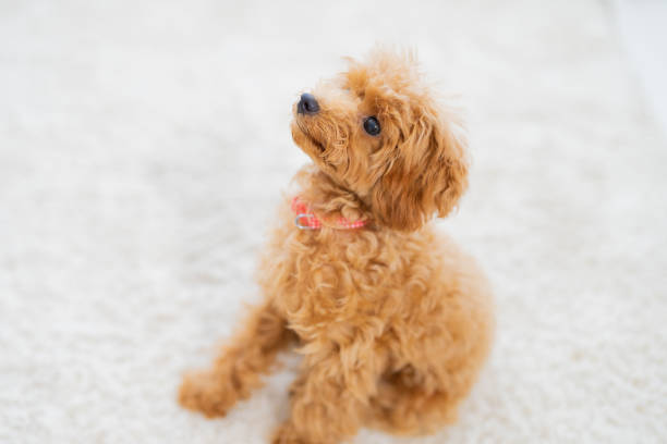 istock pet poodle dog family 1433694327