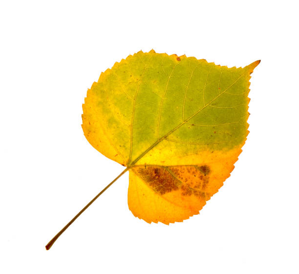 istock Autumn birch leaves on a white background 1433695692