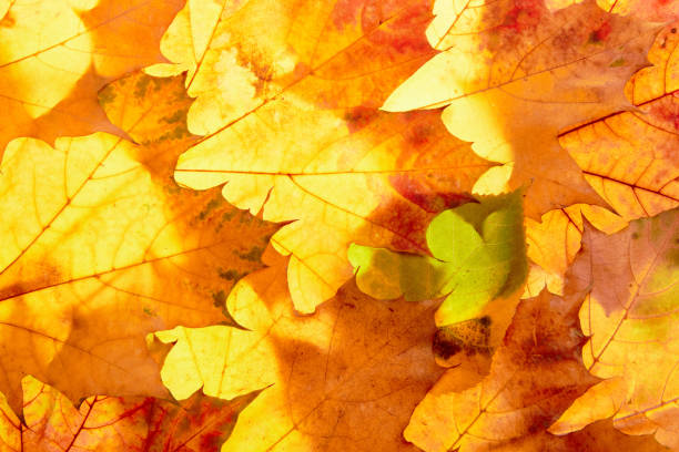 istock autumn leaves to the light 1433695695