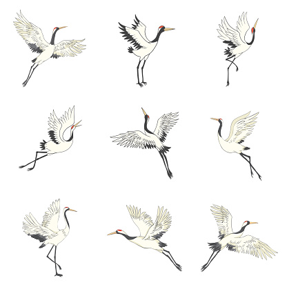 Set of white cranes in different positions, collection of hand drawn japanese birds flying, standing, dancing. Symbol of traditional asian art, isolated flat vector illustration on white background.