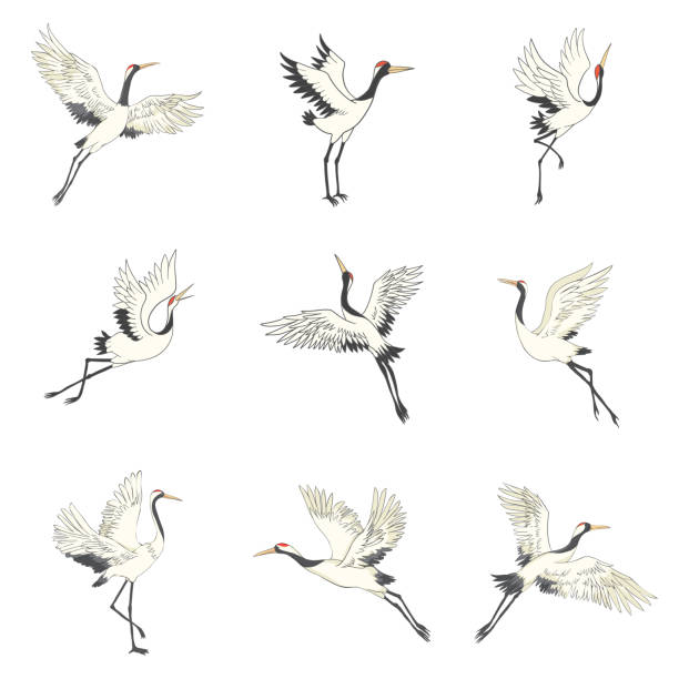 Set of white cranes in different positions, collection of hand drawn japanese birds flying, standing, dancing. Set of white cranes in different positions, collection of hand drawn japanese birds flying, standing, dancing. Symbol of traditional asian art, isolated flat vector illustration on white background. crane bird stock illustrations