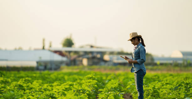 istock Farmers are planning to farm on tablets. 1433697488