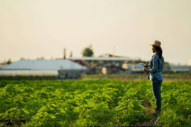 istock Farmers are planning to farm on tablets. 1433697506